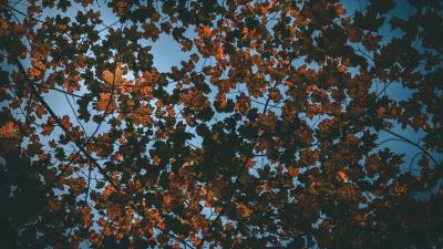 Leaves autumn dry sky 4k wallpaper