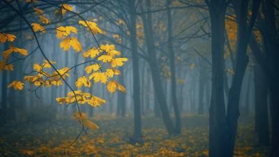 Leaves autumn fog 4k wallpaper