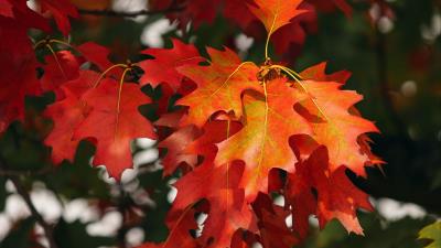 Leaves autumn red 4k wallpaper