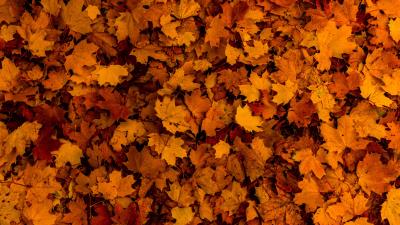 Leaves autumn yellow 4k wallpaper