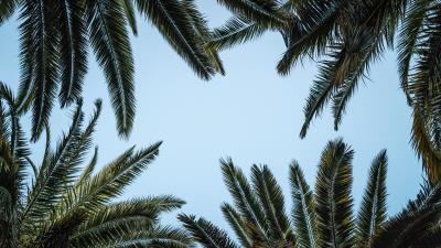 Leaves bottom view palm trees 4k wallpaper