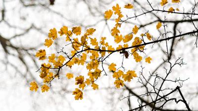 Leaves branch autumn 4k wallpaper