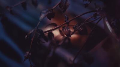 Leaves branch dry shrub blur 4k wallpaper