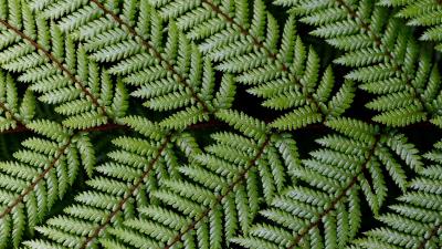 Leaves branch fern 4k wallpaper