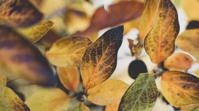 Leaves branch veins 4k wallpaper