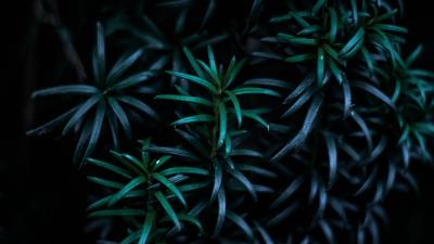 Leaves branches dark plant 4k wallpaper