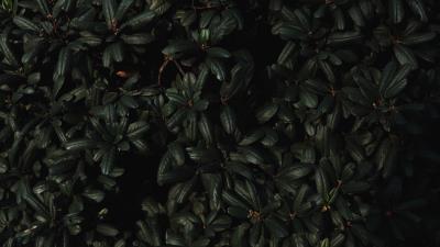Leaves branches dark 4k wallpaper