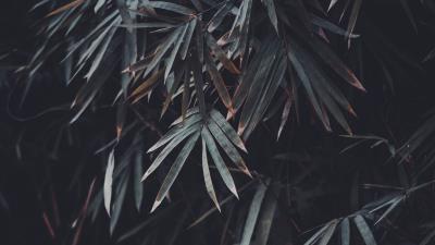 Leaves branches plant 4k wallpaper