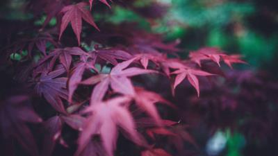 Leaves burgundy branches blur 4k wallpaper