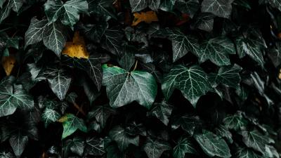 Leaves bush plant 4k wallpaper