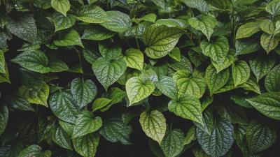 Leaves bush veins 4k wallpaper