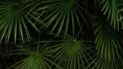 Leaves bushes green 4k wallpaper