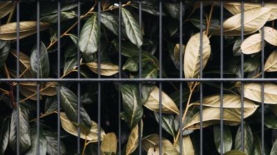 Leaves bushes lattice 4k wallpaper