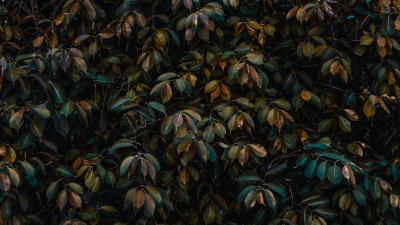 Leaves bushes plant 4k wallpaper