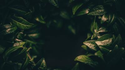 Leaves dark plant 4k wallpaper