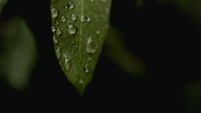 Leaves drops macro 4k wallpaper