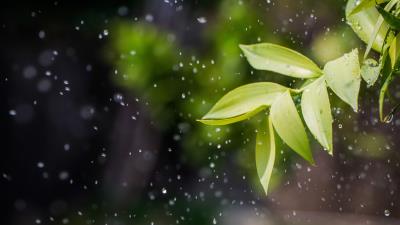 Leaves drops spray 4k wallpaper