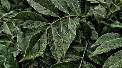 Leaves drops surface 4k wallpaper