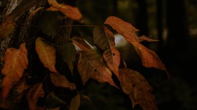 Leaves dry autumn 4k wallpaper
