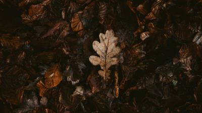 Leaves dry fallen image 4k wallpaper