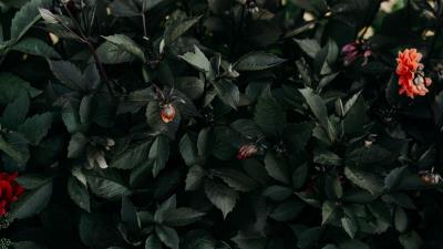 Leaves flowers green 4k wallpaper