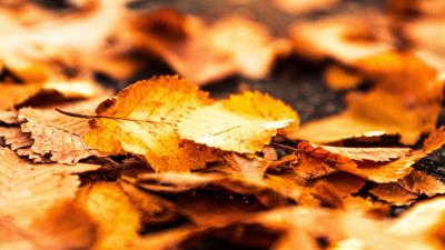 Leaves foliage autumn image 4k wallpaper