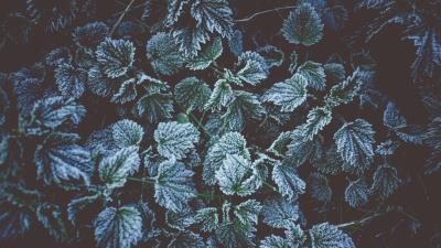 Leaves frost frost 4k wallpaper