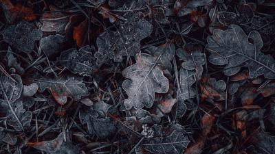 Leaves grass hoarfrost 4k wallpaper