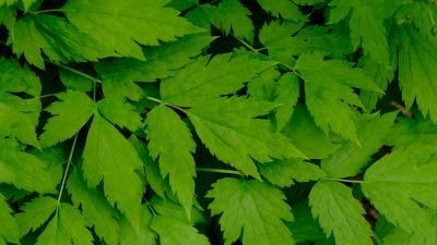 Leaves green aerial view 4k wallpaper