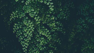 Leaves green plant blur 4k wallpaper