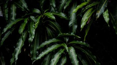 Leaves green plant image 4k wallpaper