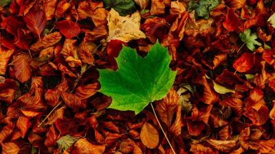 Leaves maple autumn 4k wallpaper
