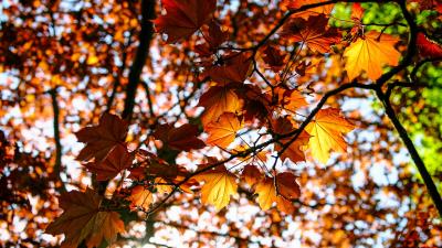 Leaves maple branch 4k wallpaper