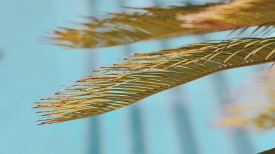 Leaves palm branch 4k wallpaper