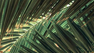 Leaves palm green 4k wallpaper