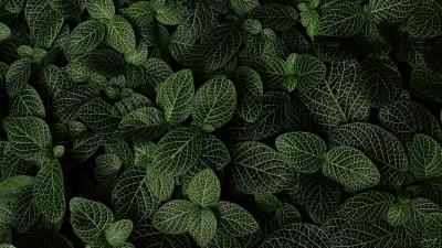 Leaves plant aerial view 4k wallpaper