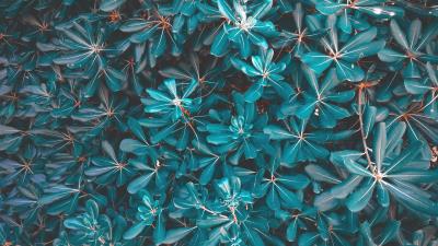 Leaves plant blue 4k wallpaper