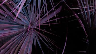 Leaves plant branch 4k wallpaper