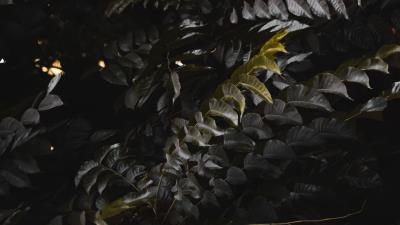 Leaves plant branches image 4k wallpaper