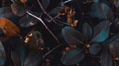 Leaves plant branches 4k wallpaper
