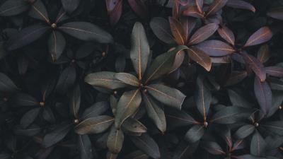 Leaves plant bush image 4k wallpaper