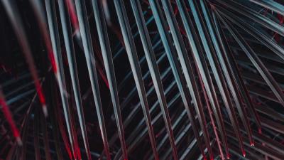 Leaves plant bush 4k wallpaper