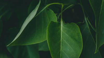 Leaves plant bushes image 4k wallpaper