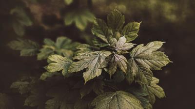 Leaves plant bushes 4k wallpaper