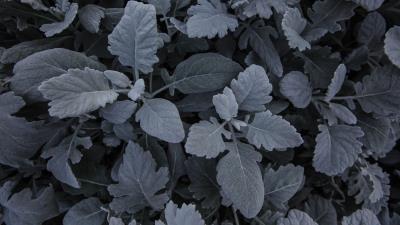 Leaves plant carved image 4k wallpaper