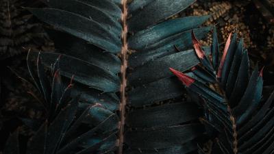 Leaves plant carved picture 4k wallpaper