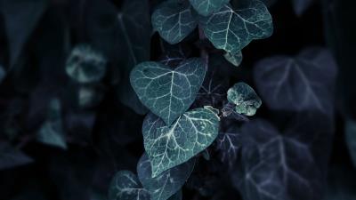 Leaves plant climbing 4k wallpaper