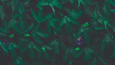 Leaves plant drops picture 4k wallpaper