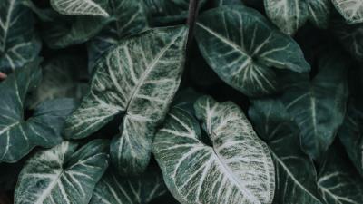 Leaves plant garden 4k wallpaper