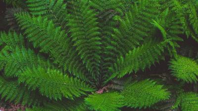 Leaves plant green image 4k wallpaper